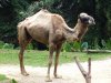Camelus_dromedarius_in_Singapore_Zoo.jpeg